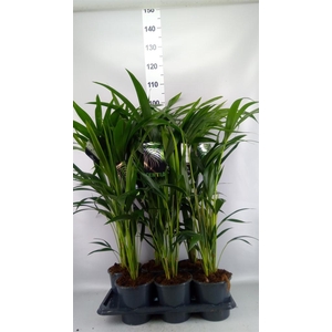 Howea forsteriana