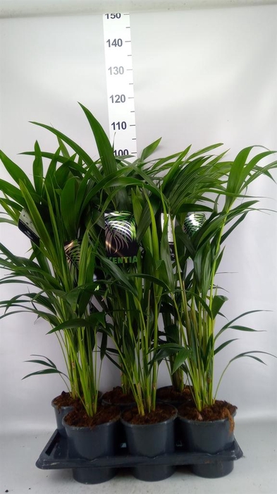 <h4>Howea forsteriana</h4>