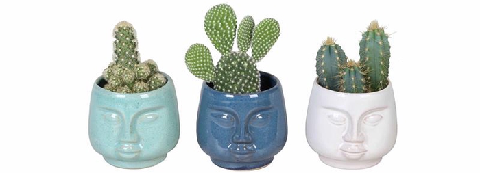 CACTACEAE P6  L 65578