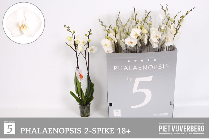 <h4>Phal Ov Wit</h4>