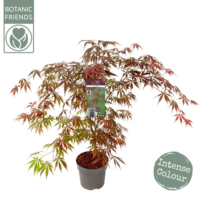 <h4>Acer palmatum Sumi-nagashi</h4>