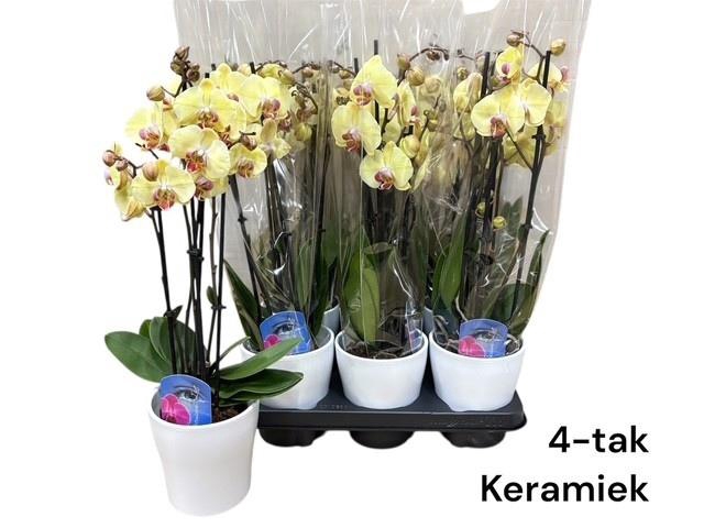 <h4>ARR PHALA MT 14+</h4>