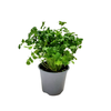 Petroselinum crispum