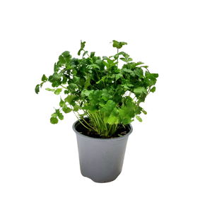 Petroselinum crispum