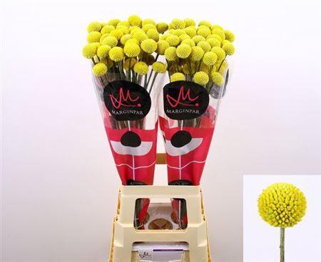 <h4>Cras Paintball Pop 80cm</h4>