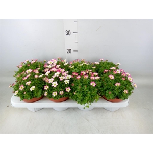 Saxifraga arend. 'Alpino Rose'