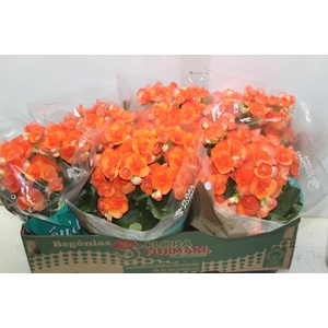 BEGONIA P15 LARANJA