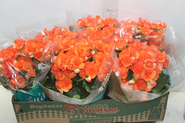 <h4>BEGONIA P15 LARANJA</h4>