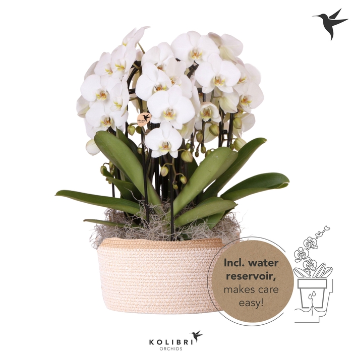 <h4>Kolibri Orchids Phalaenopsis Mono Bouquet Niagara Fall white 6 spike in Basket white with watering system</h4>