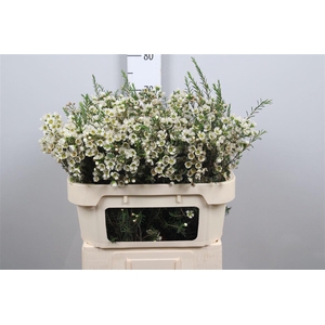 Chame Un Carlys Whit