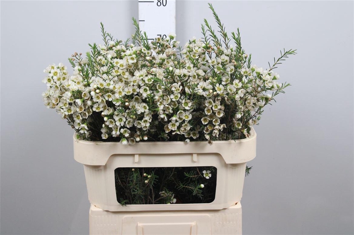 <h4>Chame Un Carlys Whit</h4>