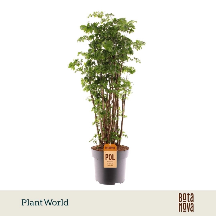 <h4>Polyscias Roble vertakt</h4>