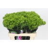 Dianthus Br Kiwi Mellow