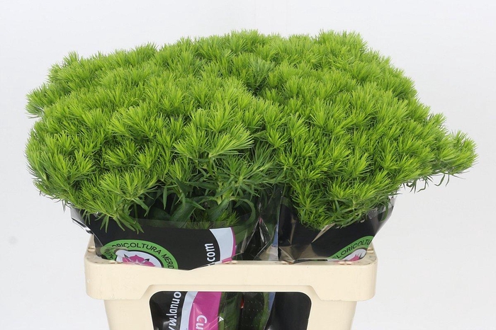 Dianthus Br Kiwi Mellow