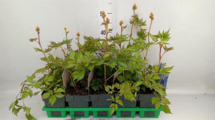 <h4>Astilbe   ...</h4>