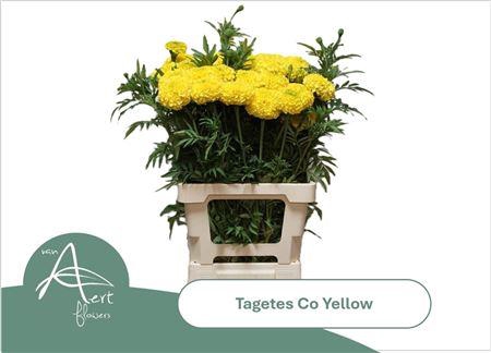 Tage E Co Yellow