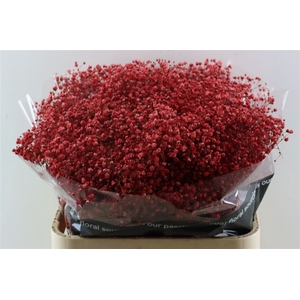 Gyps Grof Red (dip)