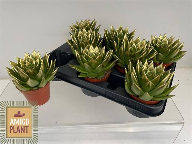 <h4>ECHEV  AGAV EBONY</h4>