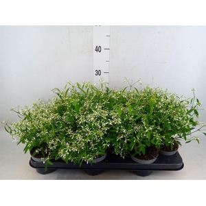 Euphorbia  'Loreen Compact White'