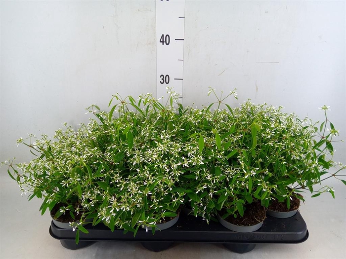 <h4>Euphorbia  'Loreen Compact White'</h4>