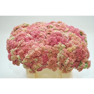 SEDUM SPECTABILE