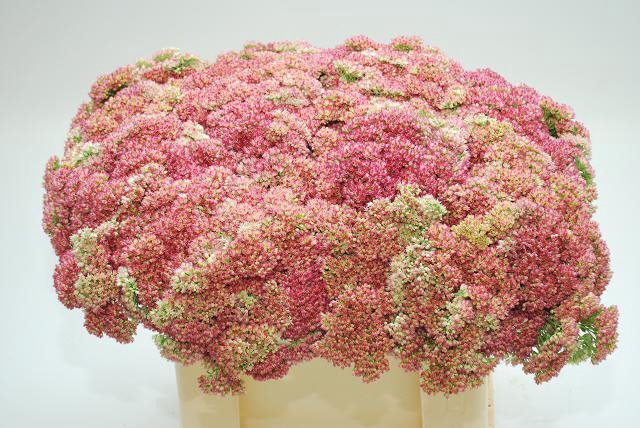 <h4>SEDUM SPECTABILE</h4>