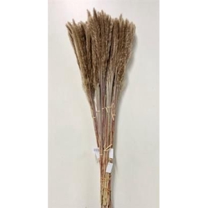 CORTADERIA FLUFFY X25