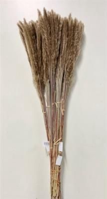 <h4>CORTADERIA FLUFFY X25</h4>