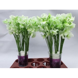 Lathyrus paint green