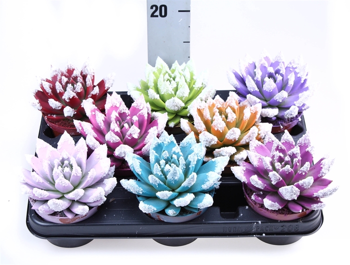 <h4>Echeveria  'Miranda'</h4>