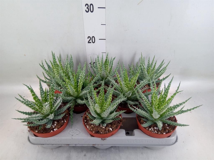 <h4>Aloe humilis</h4>