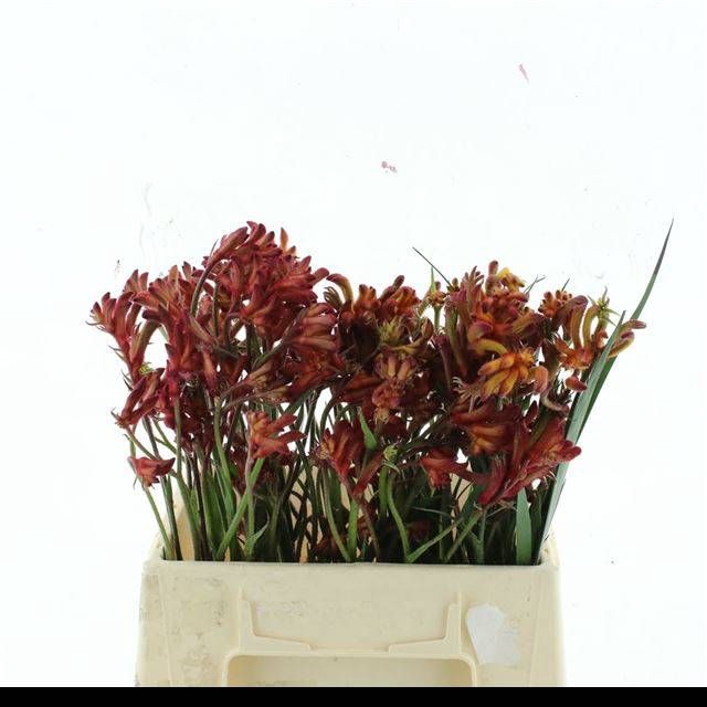 <h4>ANIGOZ ORANGE VELVET</h4>