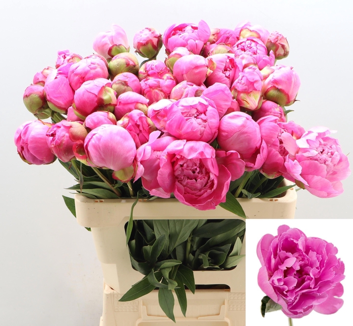 <h4>PAEO L ALEX FLEMING</h4>