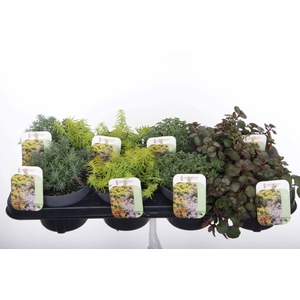 SEDUM OV