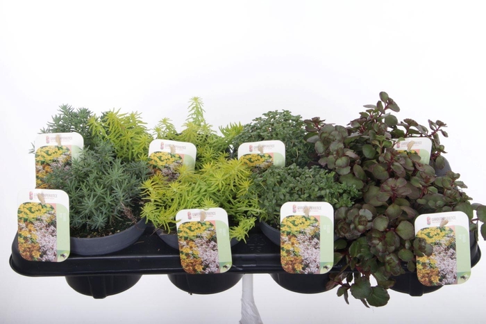<h4>SEDUM OV</h4>