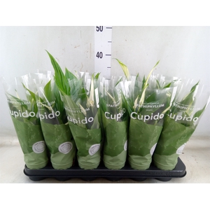 Spathiphyllum  'Pearl Cupido'