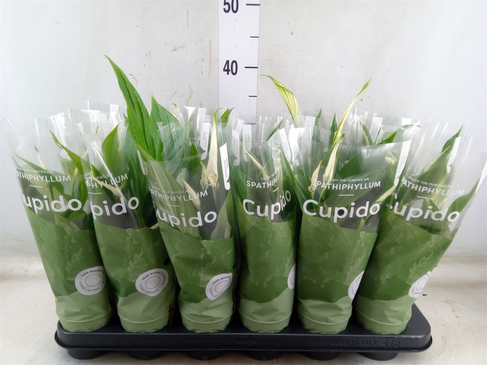 <h4>Spathiphyllum  'Pearl Cupido'</h4>