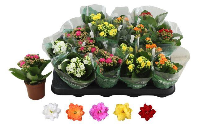 <h4>KALAN CALAN MIX ROSALINA P7</h4>