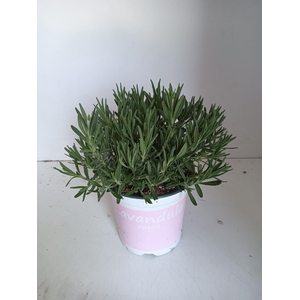 Lavendel Lavandula rosea roze