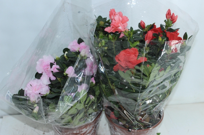 <h4>AZALEIA P20</h4>