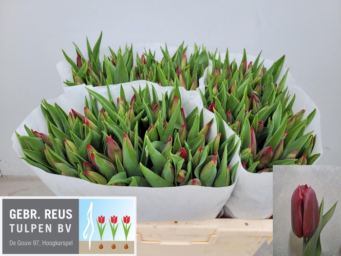 <h4>TU EN STRONG LOVE</h4>