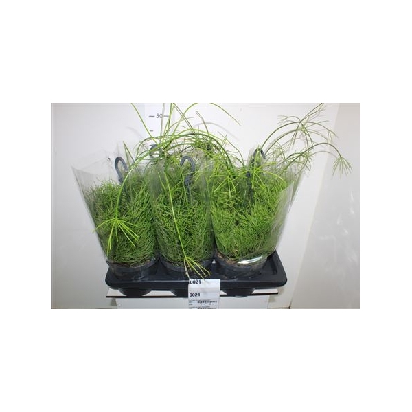 <h4>Rhipsalis Ba Oasis Hangpotten</h4>