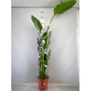Strelitzia nicolai