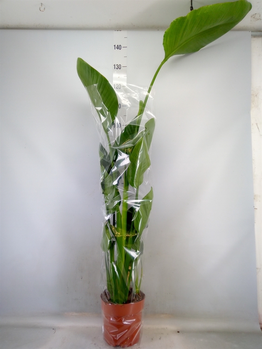 <h4>Strelitzia nicolai</h4>