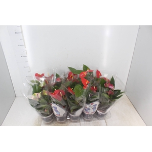 ANTHURIUM VARIADO P12