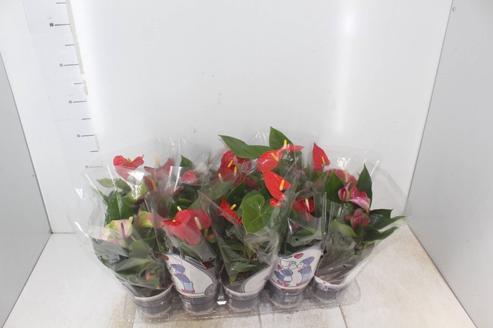 ANTHURIUM VARIADO P12