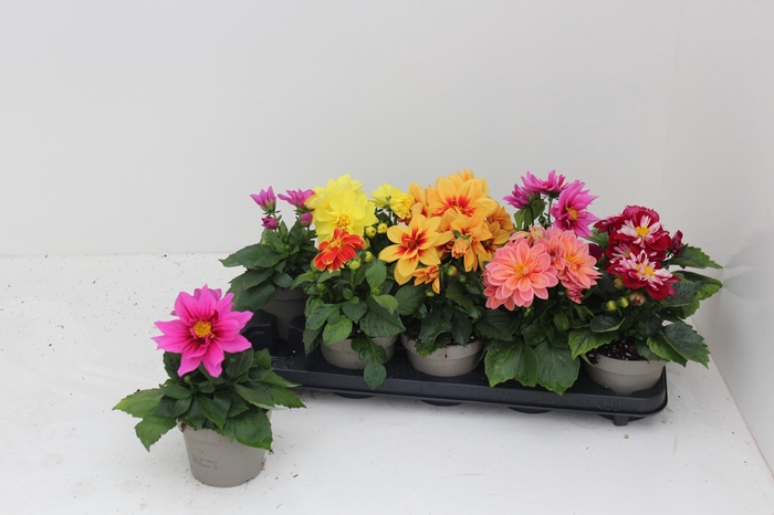 <h4>DAHL L ME GEM</h4>