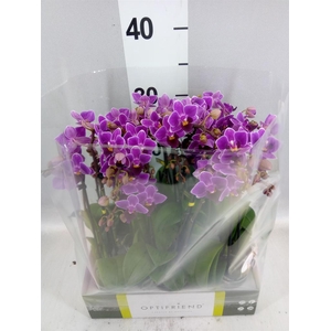 Phalaenopsis multi.   ...lilac