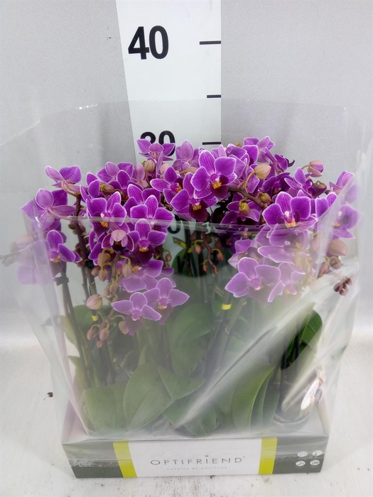 <h4>Phalaenopsis multi.   ...lilac</h4>