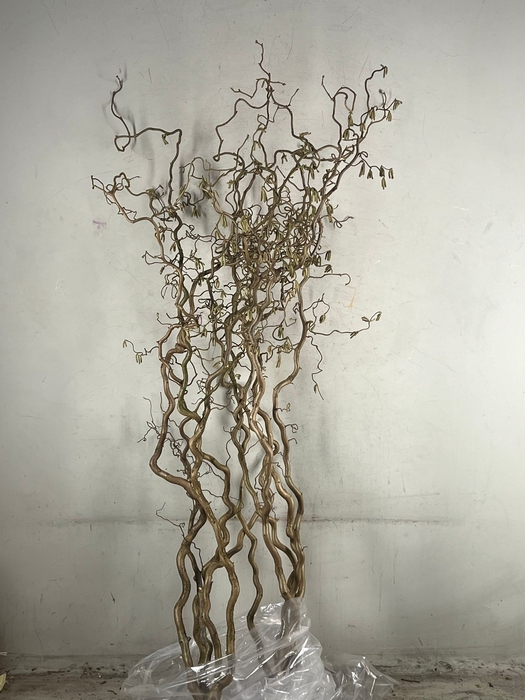 <h4>CORYLUS AV CONTORTA 2 JARIG</h4>